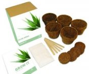 Grow It - Aloe Vera